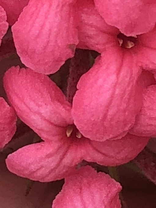 名前を知らぬ赤い花 ロンデレティアの種類 写真と短い文章 ５