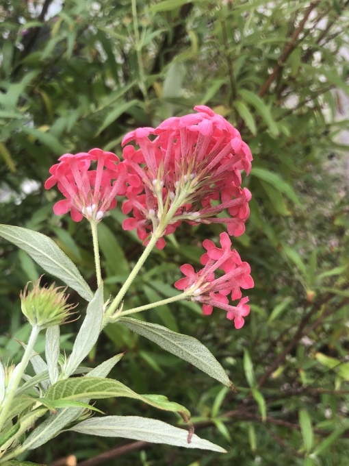 名前を知らぬ赤い花 ロンデレティアの種類 写真と短い文章 ５