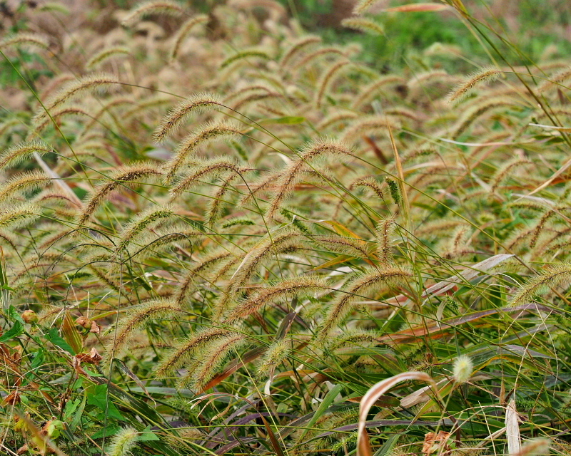 木の実と野の花いろいろ_c0305565_17280773.jpg