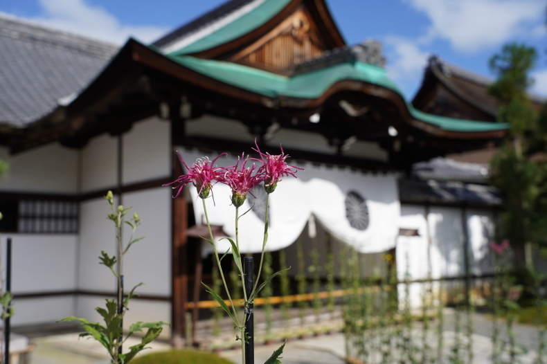 嵯峨菊展 大覚寺 ほぼ京都人の密やかな眺め Excite Blog版 嵯峨菊展 大覚寺 ほぼ京都人の密やかな眺め Excite Blog版