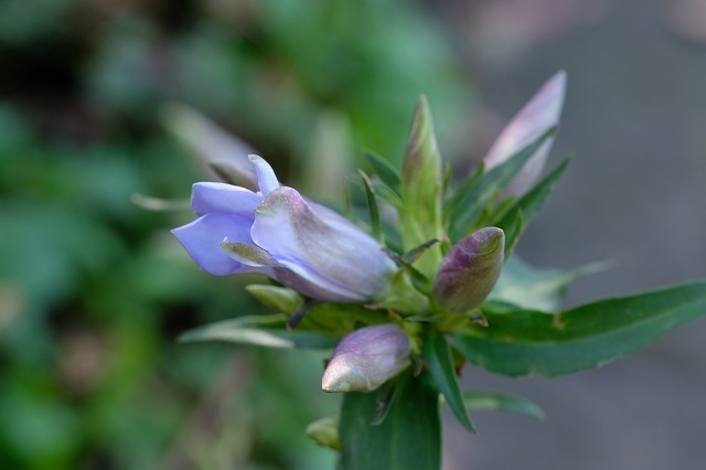 薄紫色の花 ３種 19 11 4 コウヤボウキ ヤマラッキョウ リンドウ 舞岡公園の自然２
