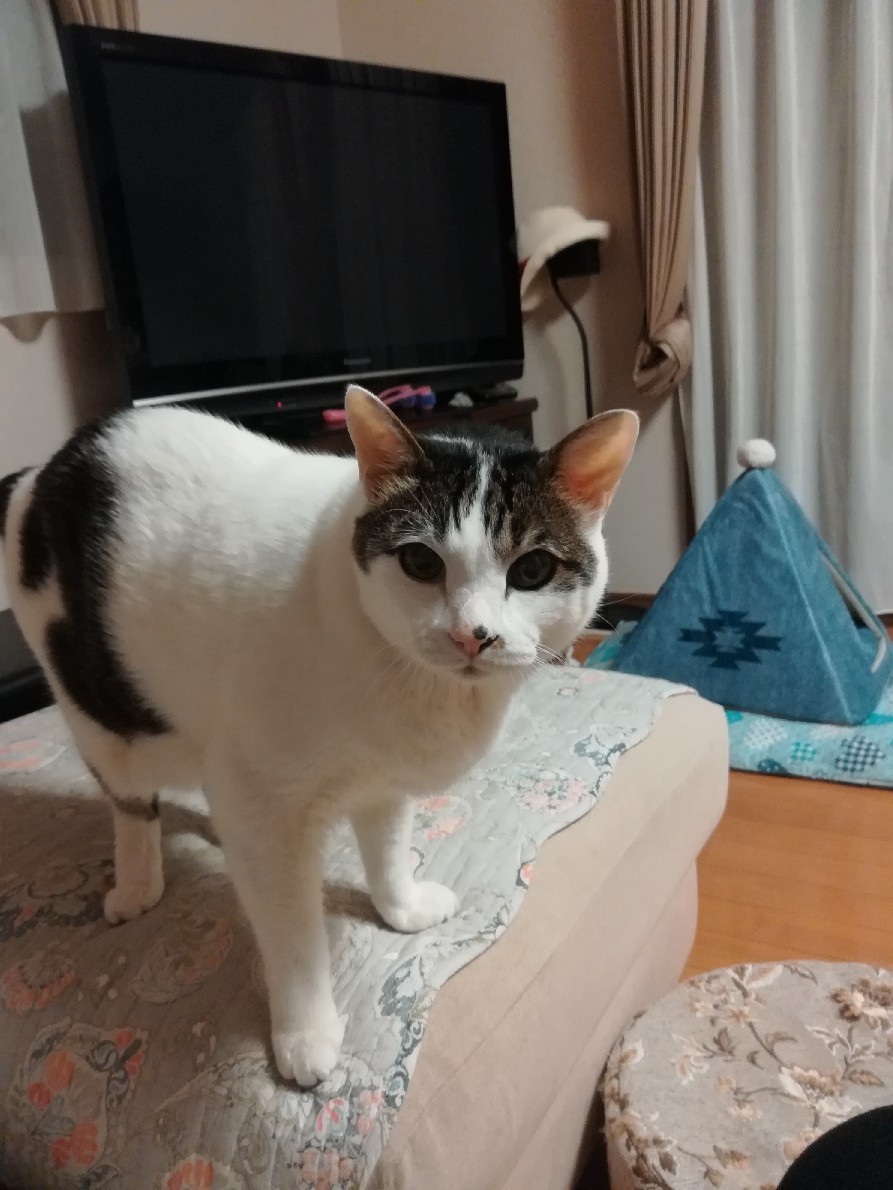10月のスグルはこんなでした_e0171874_17103317.jpg