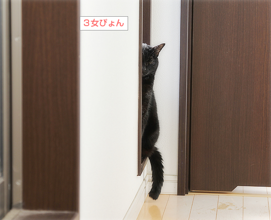 熱い視線_a0389088_17463569.jpg