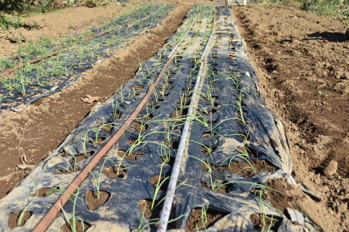 玉ねぎの定植と小麦の播種の準備を同時進行です 甲府の野菜畑