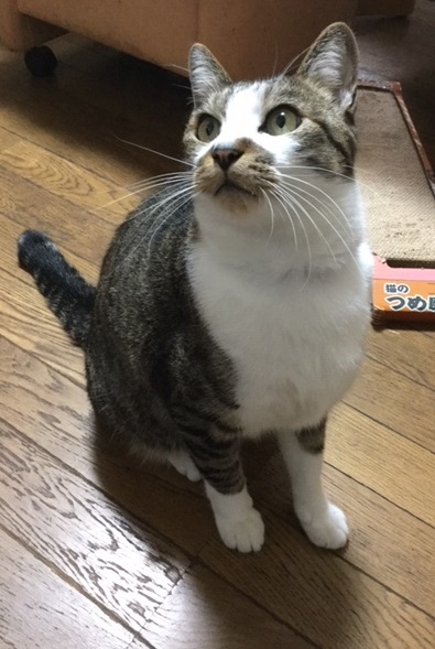 お留守番にゃんこギャラリー【October】_e0237625_15551631.jpeg