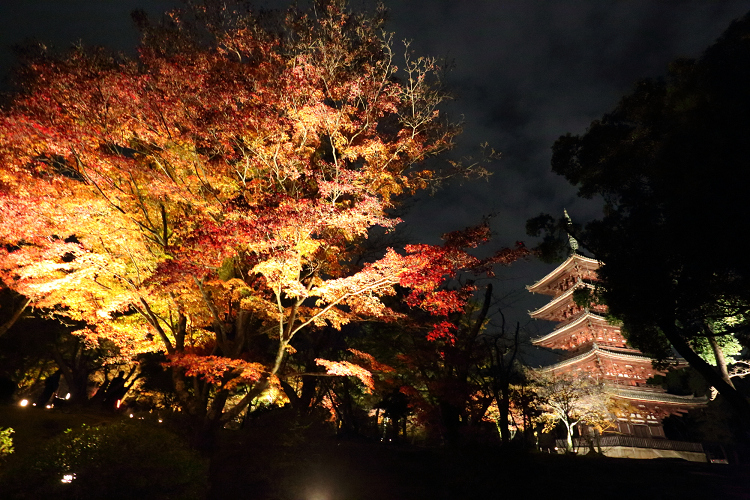 紅葉の御室仁和寺 －紅葉ライトアップ（後編）－ _b0169330_7283893.jpg