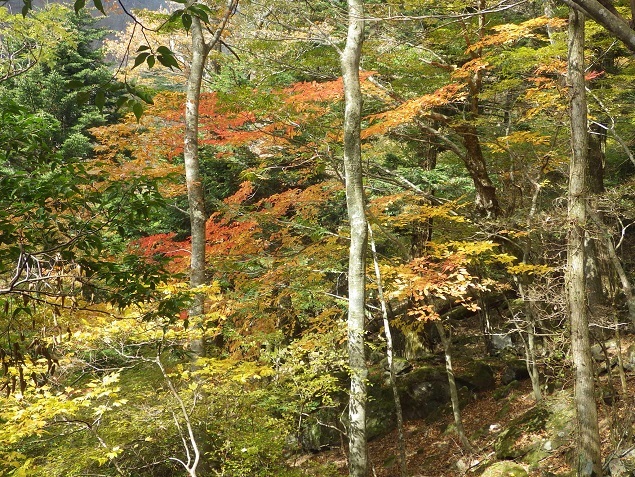 英彦山紅葉詣で・・裏英彦山を歩く_e0164643_13592121.jpg