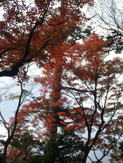 英彦山紅葉詣で・・裏英彦山を歩く_e0164643_13593054.jpg