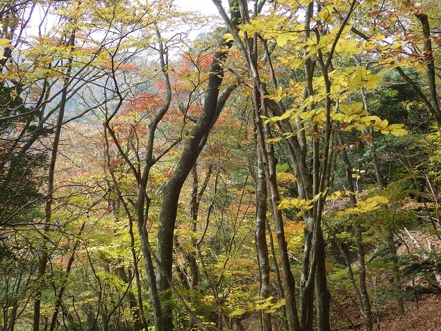 英彦山紅葉詣で・・裏英彦山を歩く_e0164643_13593332.jpg