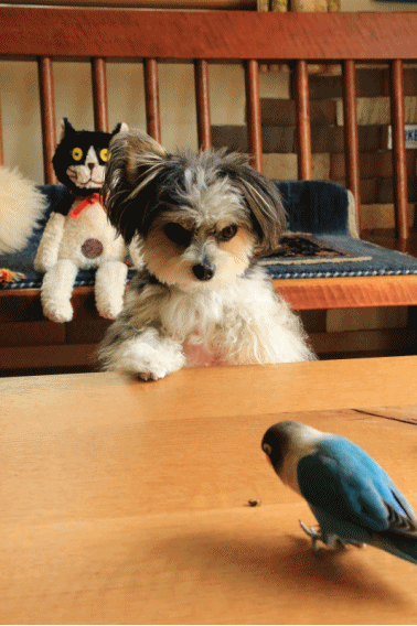 c0145250_19490761.gif