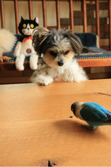 c0145250_19491222.gif