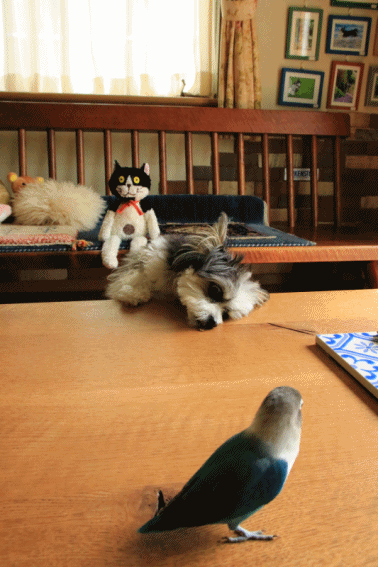 c0145250_19492210.gif