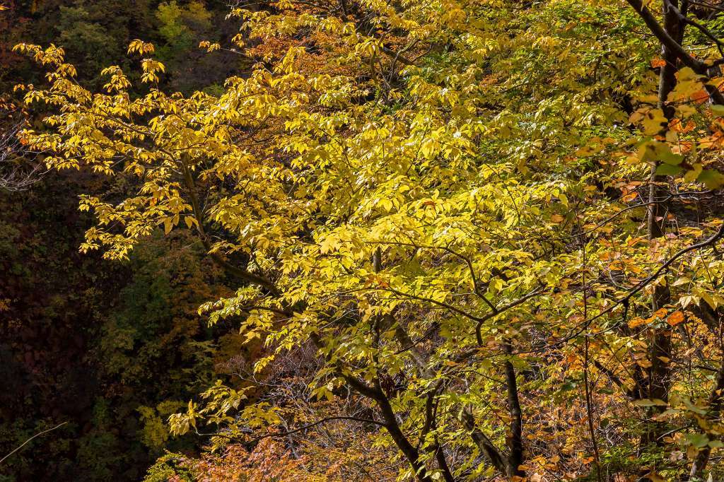 紅葉の鳴子狭_f0044056_07121897.jpg