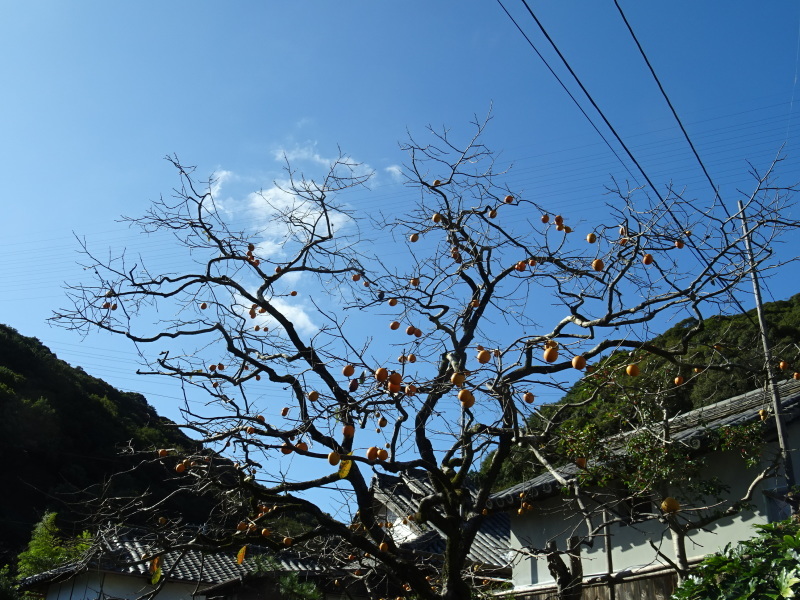 海星幼稚園年中組「里山遊び」 & ヒノキ間伐_c0108460_17595970.jpg
