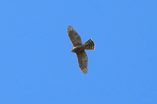 ★葛西臨海・海浜公園調査の全域調査結果_e0046474_10325934.jpg