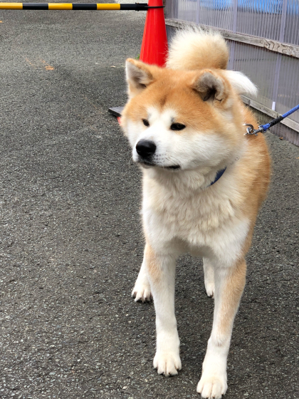 振り返りありがとうございました。_e0355177_08282126.jpg