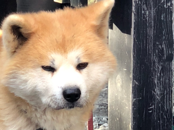 勝手に紅葉ツアー2019 角館のあのヒト_e0355177_20333516.jpg