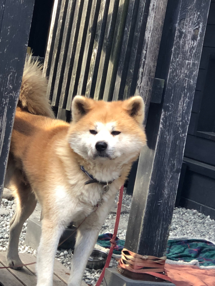 勝手に紅葉ツアー2019 角館のあのヒト_e0355177_20344395.jpg