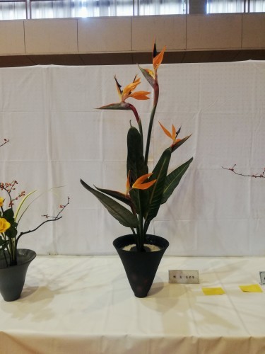 文化祭の生け込みと岡山県展示会への積み込み作業_d0195183_01551877.jpg