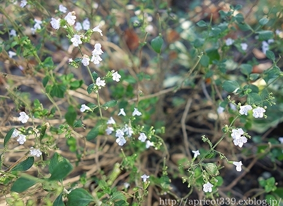 晩秋の庭しごと　庭に咲いた低木と宿根草の花_c0293787_19581549.jpg