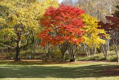八ヶ岳の紅葉_b0005792_22210000.jpg