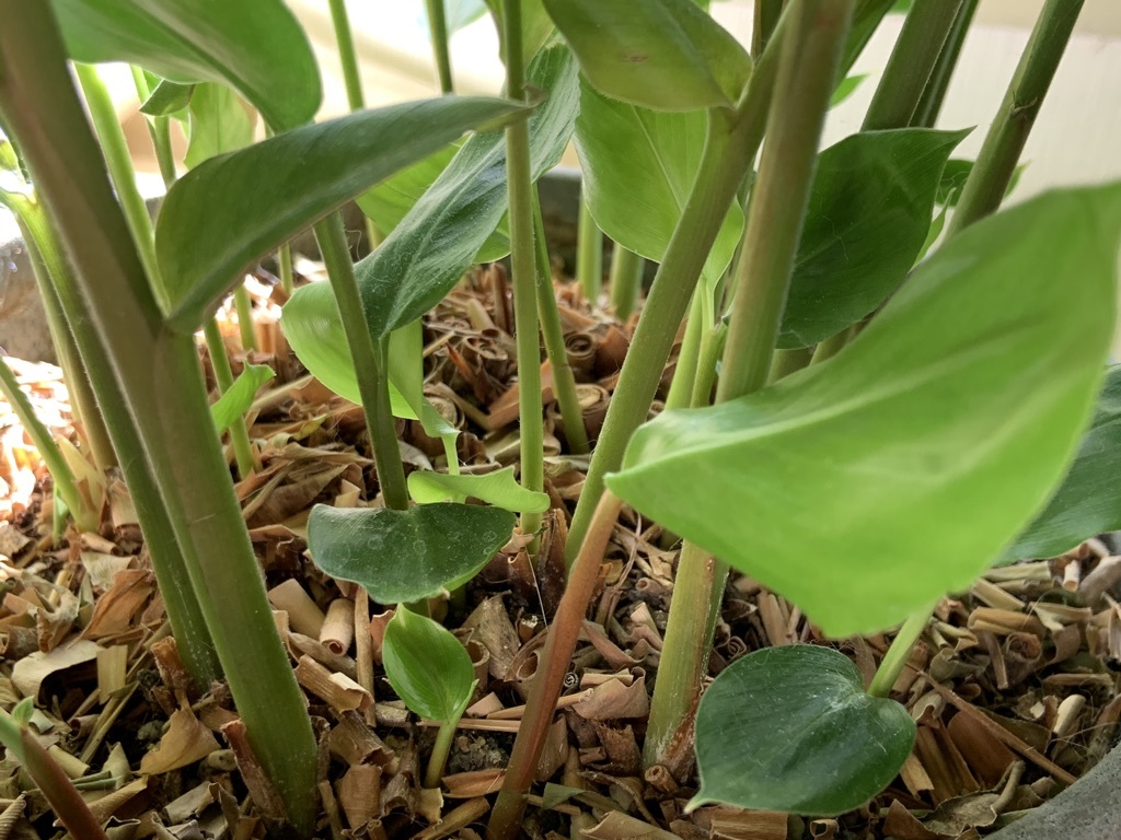 南国植物いろいろ…その1_b0349795_11500849.jpeg
