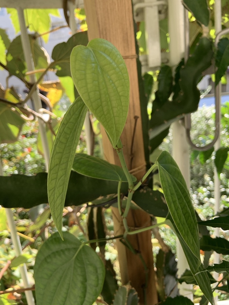南国植物いろいろ…その1_b0349795_11524116.jpeg