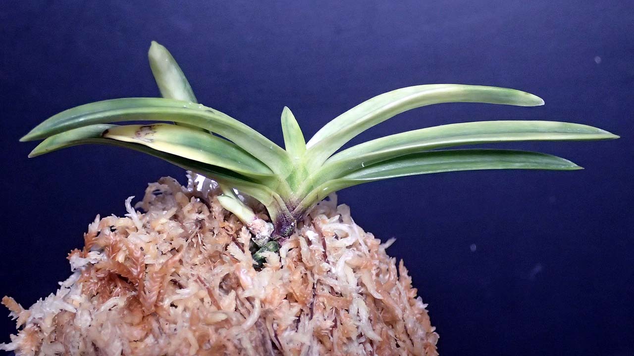 富貴蘭真砂系白牡丹