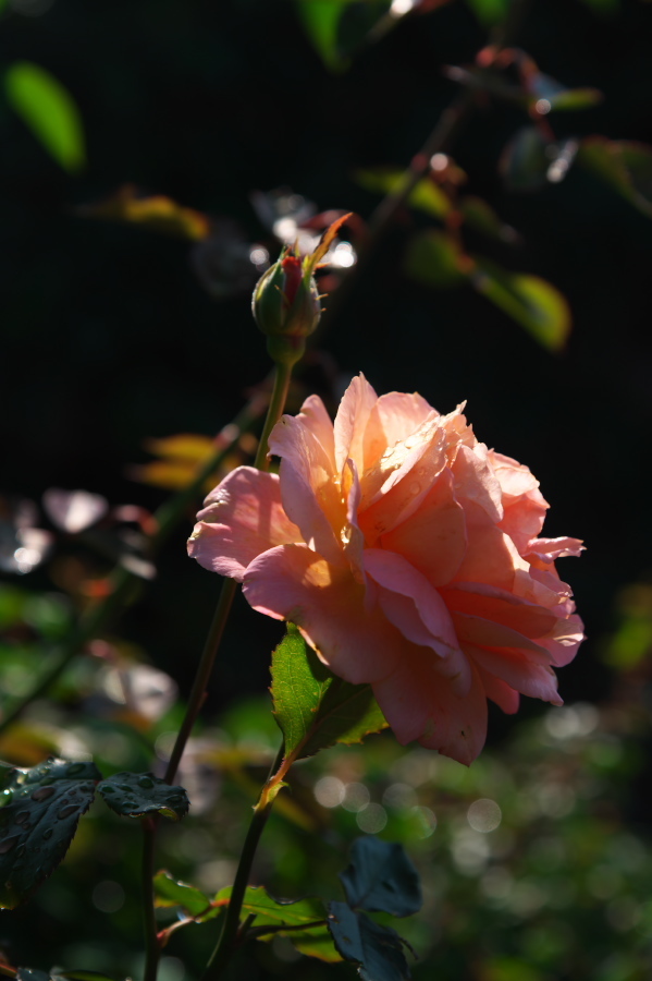館林 東武トレジャーガーデンの秋薔薇1_a0263109_19325722.jpg