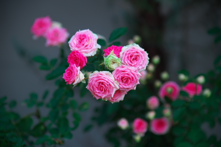 館林 東武トレジャーガーデンの秋薔薇1_a0263109_19325795.jpg