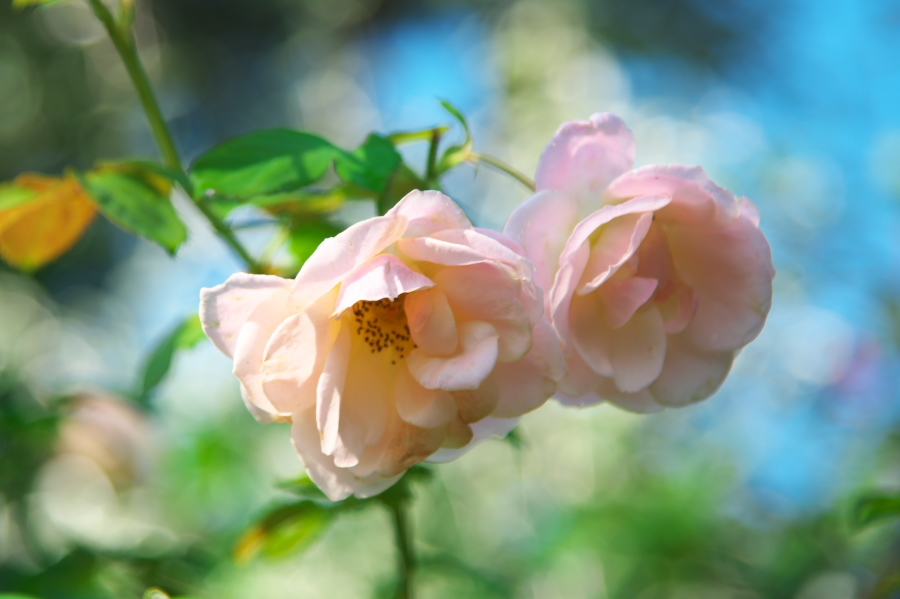 館林 東武トレジャーガーデンの秋薔薇1_a0263109_19325835.jpg