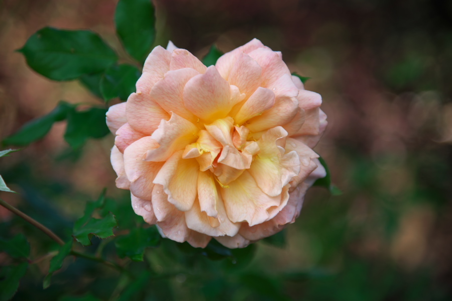 館林 東武トレジャーガーデンの秋薔薇1_a0263109_19325837.jpg