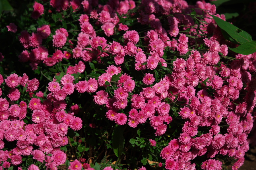 館林 東武トレジャーガーデンの秋薔薇1_a0263109_19325849.jpg