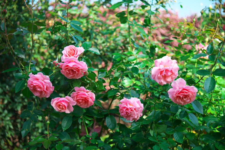 館林 東武トレジャーガーデンの秋薔薇1_a0263109_19325864.jpg