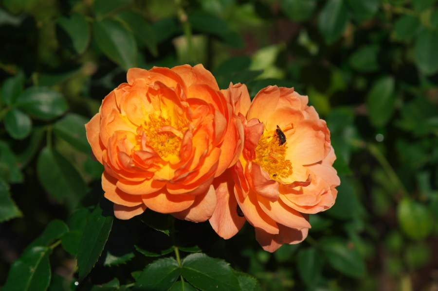 館林 東武トレジャーガーデンの秋薔薇1_a0263109_19325888.jpg