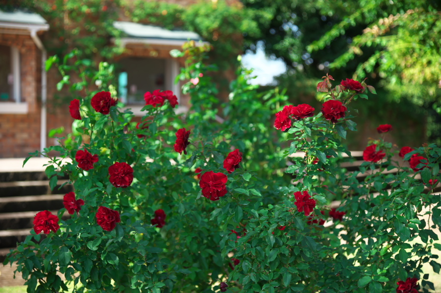 館林 東武トレジャーガーデンの秋薔薇1_a0263109_19325915.jpg
