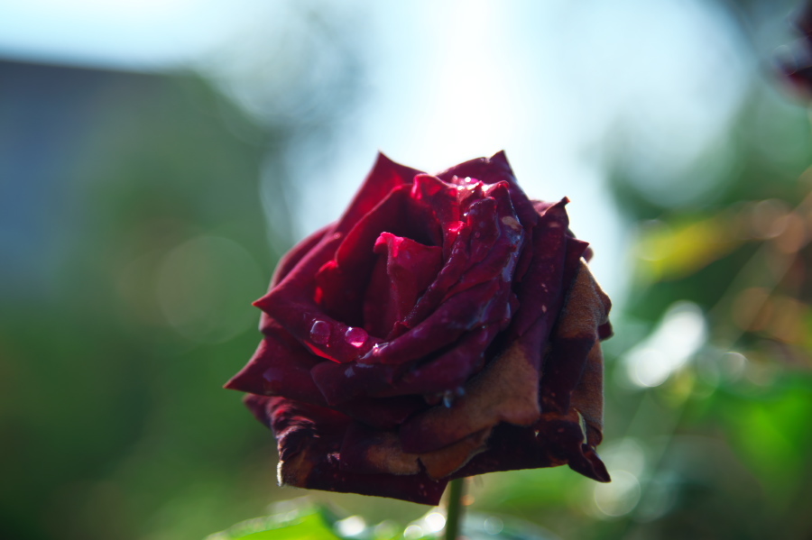 館林 東武トレジャーガーデンの秋薔薇1_a0263109_19325981.jpg