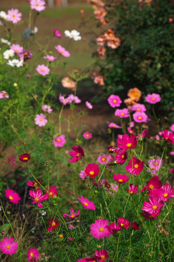 館林 東武トレジャーガーデンの秋薔薇1_a0263109_19332327.jpg