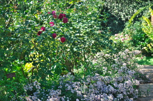館林 東武トレジャーガーデンの秋薔薇1_a0263109_19332341.jpg