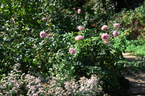 館林 東武トレジャーガーデンの秋薔薇1_a0263109_19332446.jpg