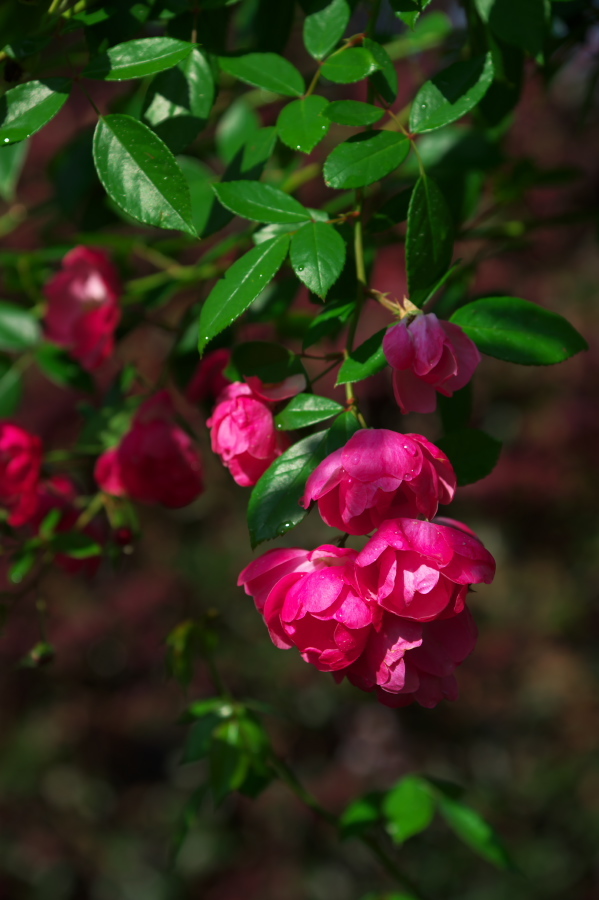 館林 東武トレジャーガーデンの秋薔薇1_a0263109_19332448.jpg