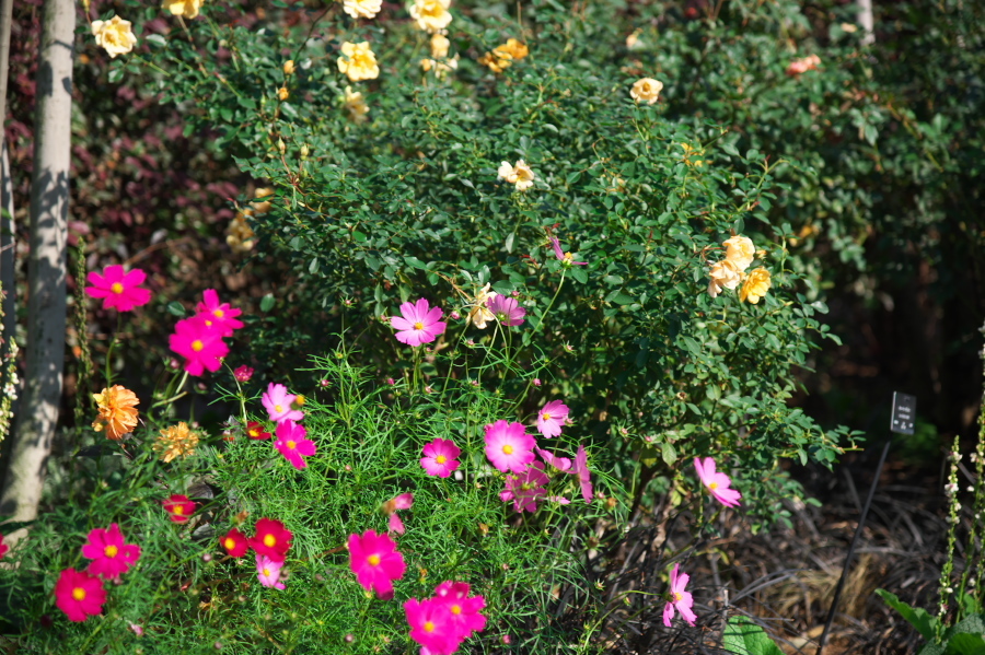 館林 東武トレジャーガーデンの秋薔薇1_a0263109_19332486.jpg