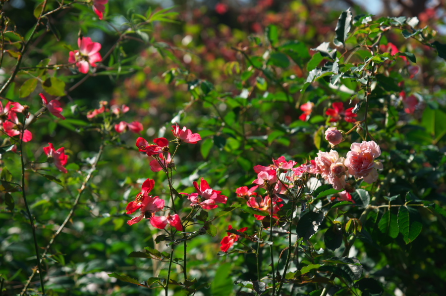 館林 東武トレジャーガーデンの秋薔薇1_a0263109_19334807.jpg