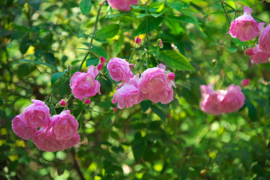 館林 東武トレジャーガーデンの秋薔薇1_a0263109_19334835.jpg