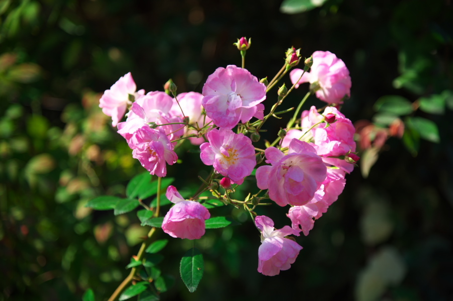 館林 東武トレジャーガーデンの秋薔薇1_a0263109_19334866.jpg