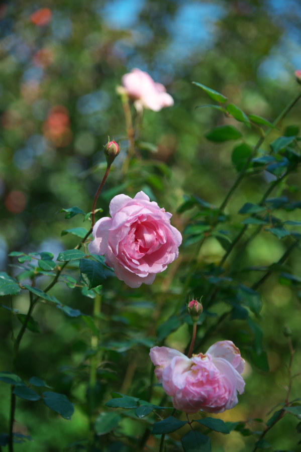 館林 東武トレジャーガーデンの秋薔薇2_a0263109_19361033.jpg