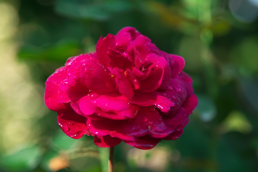 館林 東武トレジャーガーデンの秋薔薇2_a0263109_19361036.jpg