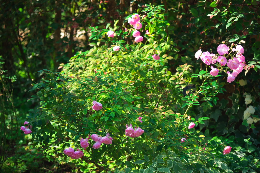 館林 東武トレジャーガーデンの秋薔薇2 写真とパピオン大好き３