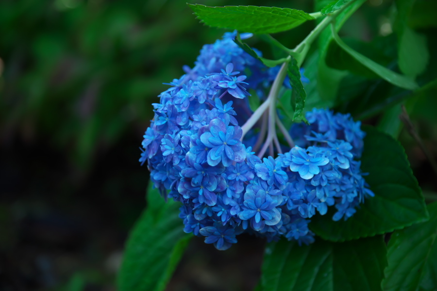 館林 東武トレジャーガーデンの秋薔薇2_a0263109_19361067.jpg