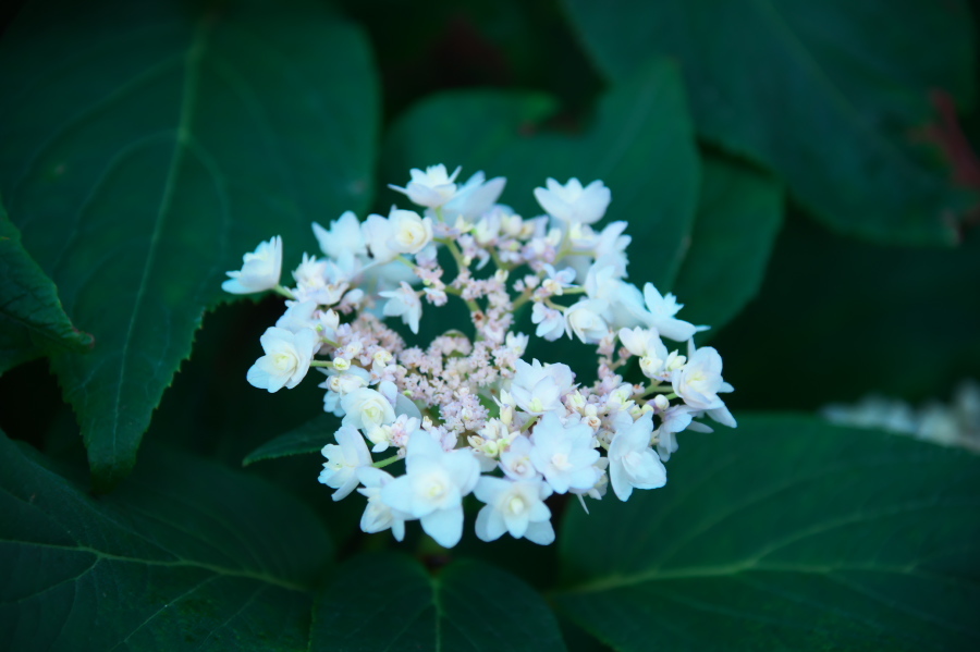 館林 東武トレジャーガーデンの秋薔薇2_a0263109_19361115.jpg